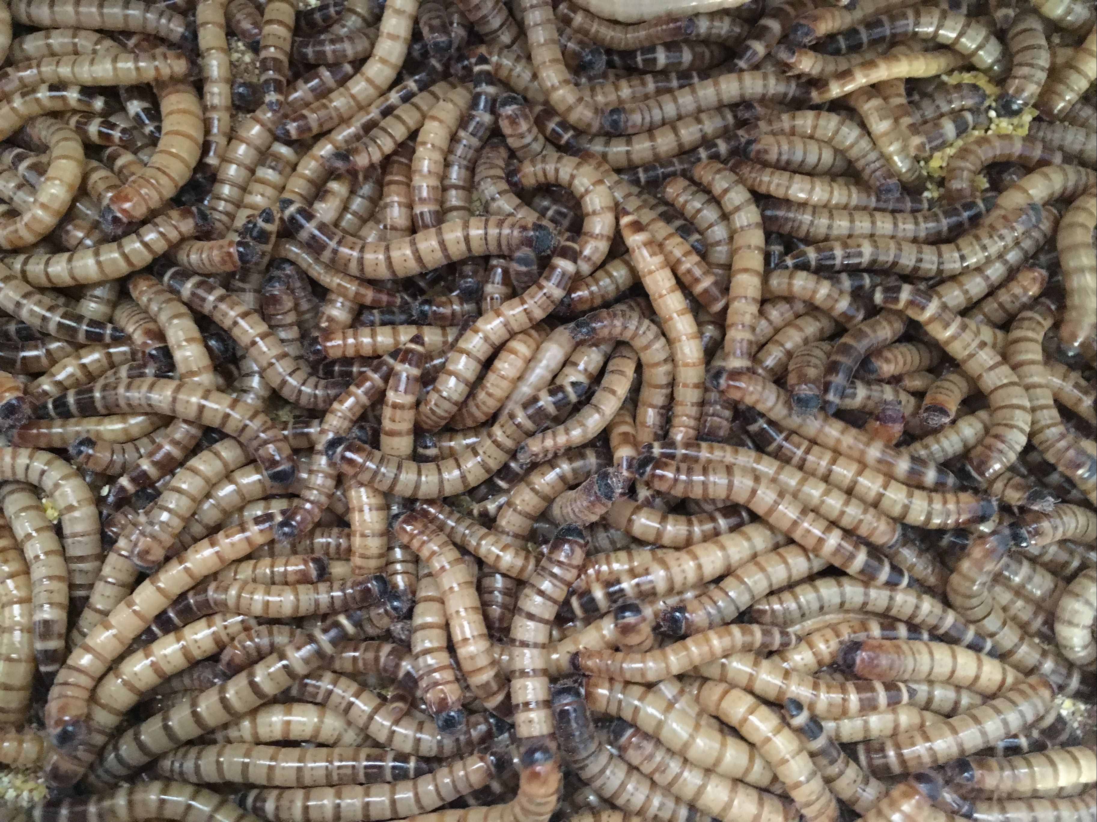 Live Superworms - My Mealworms Farm